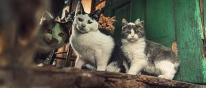 Katzen werden besonders oft gehortet.