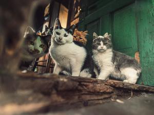 Katzen werden besonders oft gehortet.
