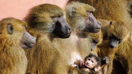 Die Gruppe der Guinea-Paviane war auf 45 Tiere angewachsen und damit zu groß für das Gehege.