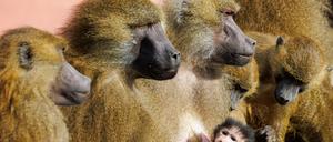 Die Gruppe der Guinea-Paviane war auf 45 Tiere angewachsen und damit zu groß für das Gehege.