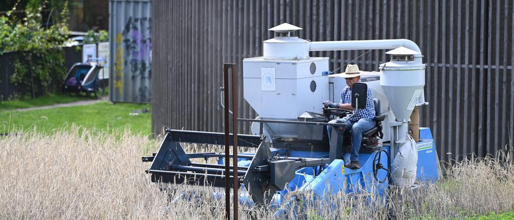 Ein Erntehelfer mäht das rund 2.000 Quadratmeter große Roggenfeld. 