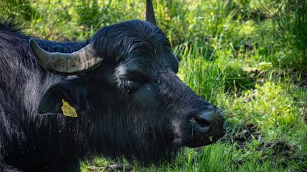 Der Bezirk Reinickendorf fürchtet um seine Wasserbüffel. Nach den vielen Regenfällen stehen ihre Weiden unter Wasser. (Symbolbild)