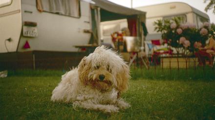Egal ob mit oder ohne Hund: Auf diesen sieben Campingplätzen rund um Berlin findet jeder sein Glück.