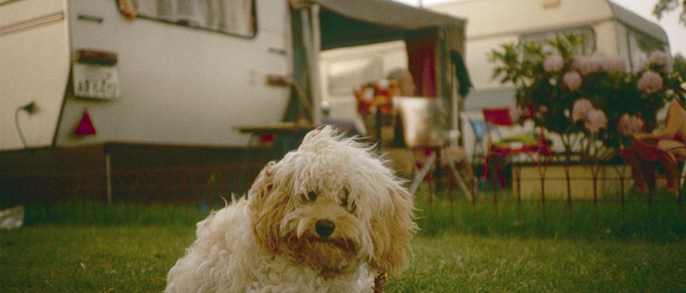 Egal ob mit oder ohne Hund: Auf diesen sieben Campingplätzen rund um Berlin findet jeder sein Glück.