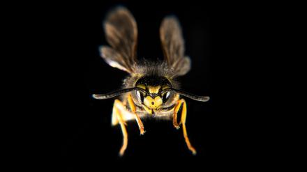 Eine Wespe im Anflug