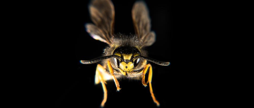 Eine Wespe im Anflug