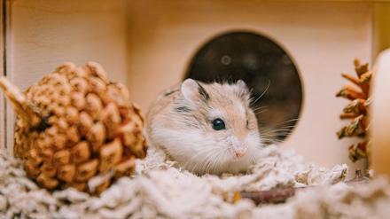 Ein Hamster musste in München durch die Feuerwehr aus ihrem Häuschen befreit werden. (Symbolbild)