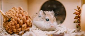Ein Hamster musste in München durch die Feuerwehr aus ihrem Häuschen befreit werden. (Symbolbild)