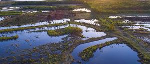 Goldenstedter Moor in Niedersachsen.