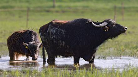 Wasserbüffel können auf Moorflächen gehalten werden, doch es fehlt an Schlachthäusern, wie der Potsdamer Landwirt Helmut Querhammer sagt.