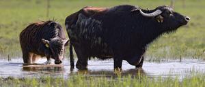 Wasserbüffel können auf Moorflächen gehalten werden, doch es fehlt an Schlachthäusern, wie der Potsdamer Landwirt Helmut Querhammer sagt.