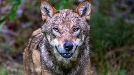 Höchstwahrscheinlich ein Wolf hat in den Niederlanden ein Kind angegriffen und weggeschleift (Symbolbild).