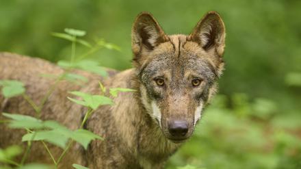 Nahaufnahme eines Wolfes.