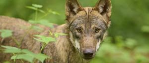Nahaufnahme eines Wolfes.