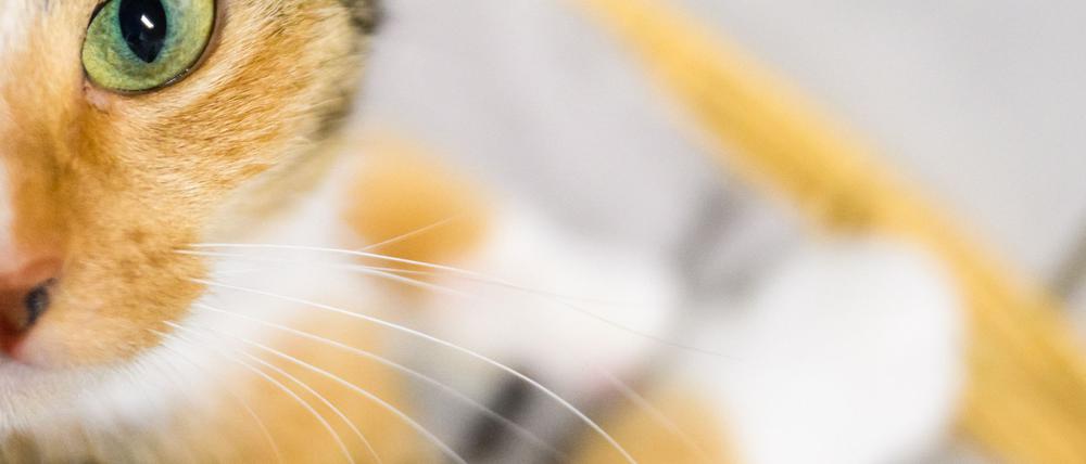 Katzenbesitzer sollen der Wissenschaft helfen: Mit Handyvideos ihrer Lieblinge. (Symbolbild)