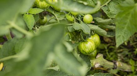 Unreife Tomaten in der Gemüsegärtnerei „Good Food Syndicate“ in Großwoltersdorf, südlich von Fürstenberg/Havel.