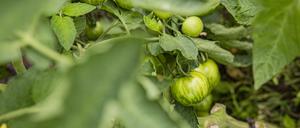 Unreife Tomaten in der Gemüsegärtnerei „Good Food Syndicate“ in Großwoltersdorf, südlich von Fürstenberg/Havel.