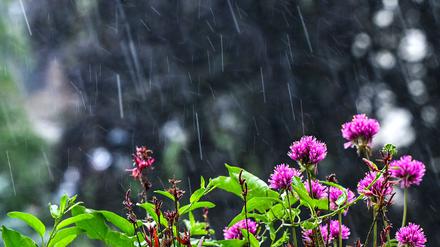 Regen und Wolken bestimmen den Sonntag – erst ab Mittwoch wird’s freundlicher. (Archivbild)