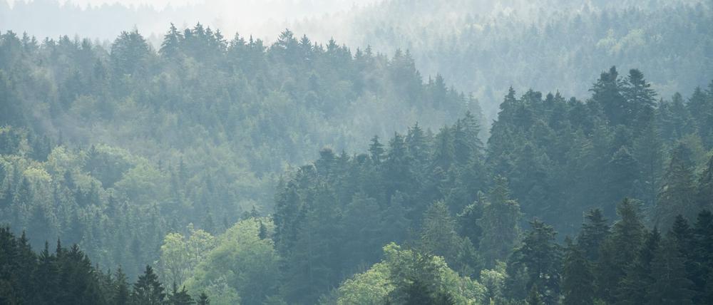 Zur Wochenmitte hat das verregnete Wetter voraussichtlich ein Ende. 