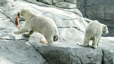 Die zwei Eisbärenjungen während der Fütterung im Zoo Aalborg (Symbolbild).
