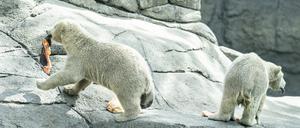 Die zwei Eisbärenjungen während der Fütterung im Zoo Aalborg (Symbolbild).