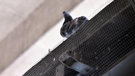 Seit Beginn des Jahres hat die Tierrettung Potsdam zwei tote Tauben und zehn verletzte oder verschnürte Tauben aus den Netzen geborgen.