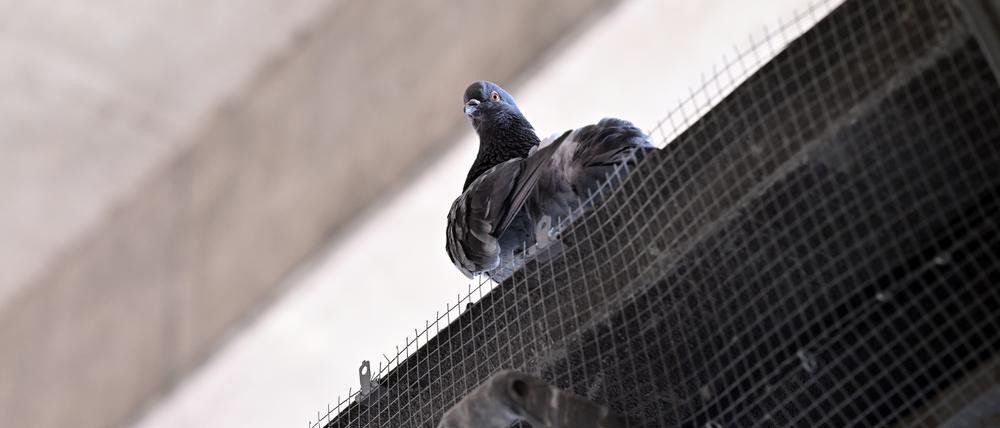 Seit Beginn des Jahres hat die Tierrettung Potsdam zwei tote Tauben und zehn verletzte oder verschnürte Tauben aus den Netzen geborgen.