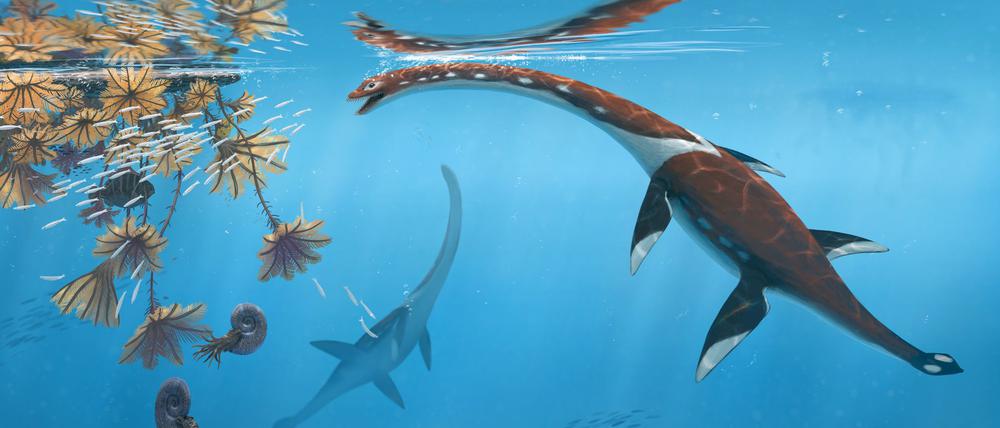Die Illustration zeigt das Reptil Plesionectes longicollum, das zur Zeit der Dinosaurier durchs Meer schwamm.