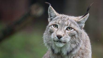 Der Zoo in Aalborg weist darauf hin, dass Raubtiere wie Luchse auf ganze Beutetiere angewiesen sind - gerne auch Haustiere. (Archivbild)