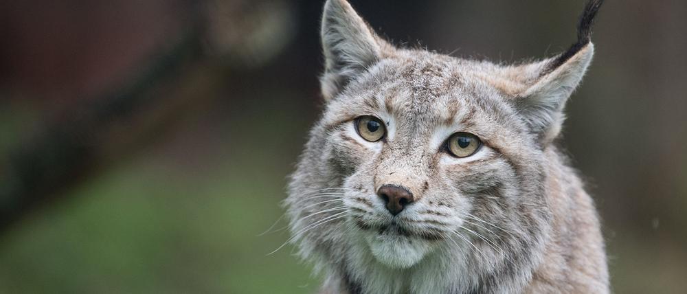 Der Zoo in Aalborg weist darauf hin, dass Raubtiere wie Luchse auf ganze Beutetiere angewiesen sind - gerne auch Haustiere. (Archivbild)