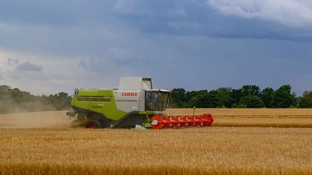 Der Anbau von Getreide in Brandenburg hat nach einem Rückgang wieder zugelegt. (Archivbild) 