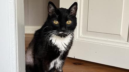 Die Katze der Autorin ist in die Jahre gekommen.