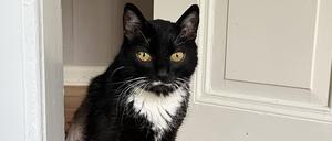 Die Katze der Autorin ist in die Jahre gekommen.
