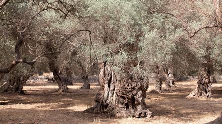 Wassermangel im Sommer ist auf Mallorca nichts Neues. (Archivfoto)