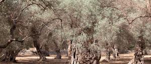 Wassermangel im Sommer ist auf Mallorca nichts Neues. (Archivfoto)