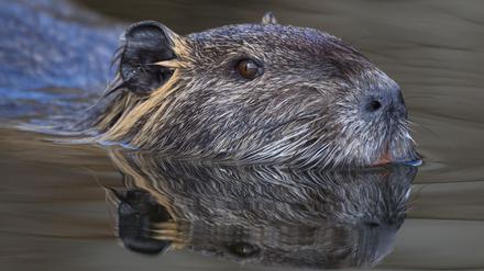 Die Nutria ist eine aus Südamerika stammende und in Mitteleuropa eingebürgerte Nagetierart. (Archivbild)