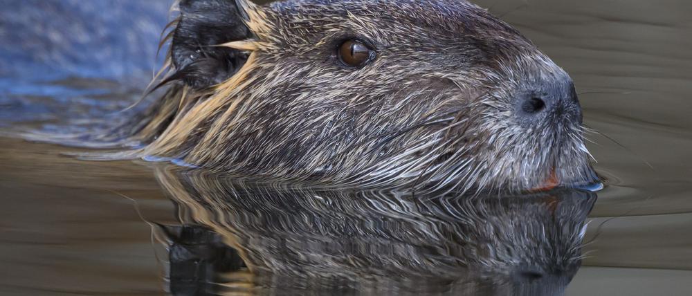Die Nutria ist eine aus Südamerika stammende und in Mitteleuropa eingebürgerte Nagetierart. (Archivbild)