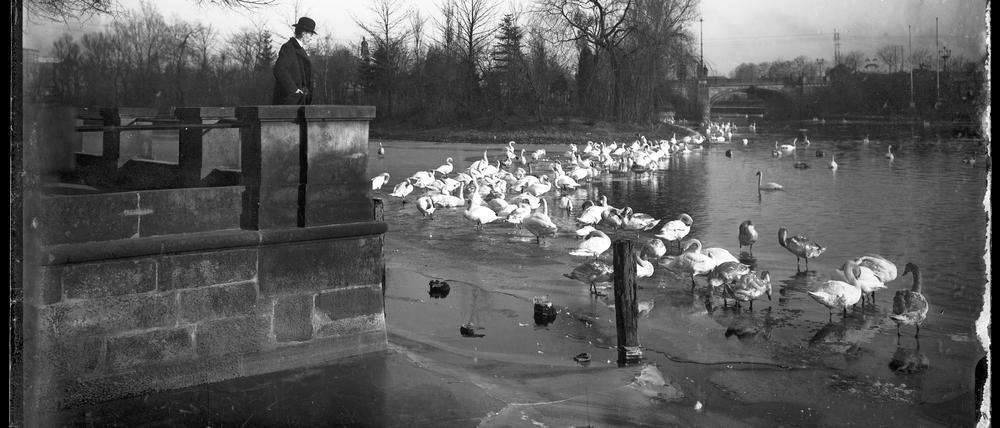 Schwäne auf der Havel im Winter. Die Aufnahme entstand um 1905 in Potsdam.