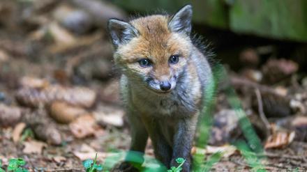 Ein Fuchs (Symbolbild).