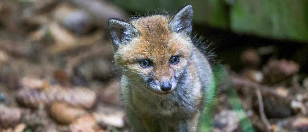 Ein Fuchs (Symbolbild).
