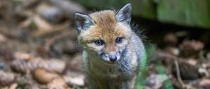 Ein Fuchs (Symbolbild).