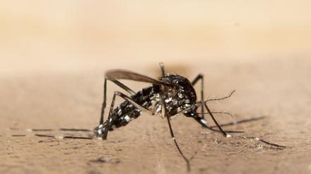 In Südchina breitet sich seit Kurzem das von Mücken übertragene Chikungunya-Virus rasch aus.