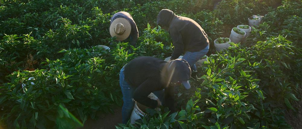 USA, Fresno: Wanderarbeiter beginnen am frühen Morgen mit der Gemüseernte. 