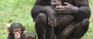 Schimpansenbaby Amelie wird von Mutter Pia im Schimpansen-Freigehege des Serengeti-Parks bei Hodenhagen (Kreis Soltau-Fallingbostel) beobachtet.