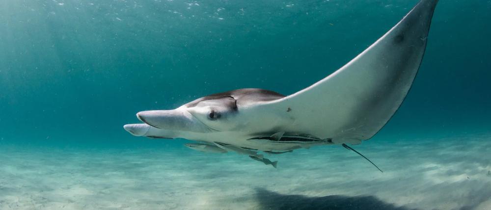 Junger weiblicher Mantarochen in den flachen Küstengewässern Südfloridas.