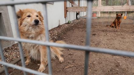 Das Tierheim betreut und vermittelt derzeit neben Hunden und Katzen auch ein Kaninchen.