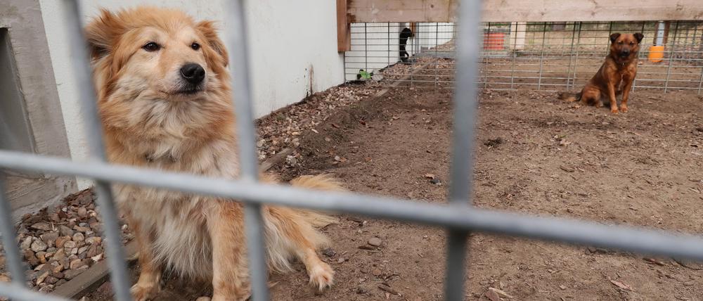 Das Tierheim betreut und vermittelt derzeit neben Hunden und Katzen auch ein Kaninchen.
