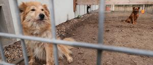 Das Tierheim betreut und vermittelt derzeit neben Hunden und Katzen auch ein Kaninchen.
