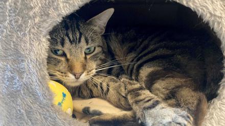 Kater Ben im Tierheim „Katzenparadies“ Neustrelitz.