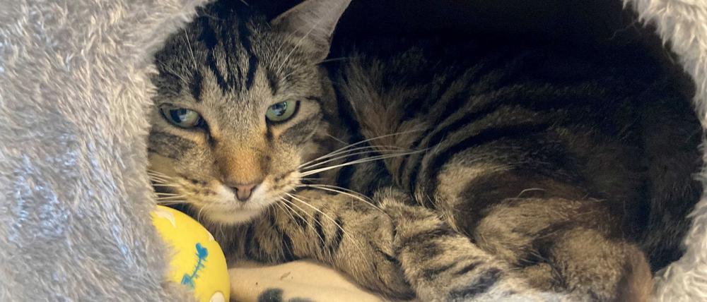 Kater Ben im Tierheim „Katzenparadies“ Neustrelitz.